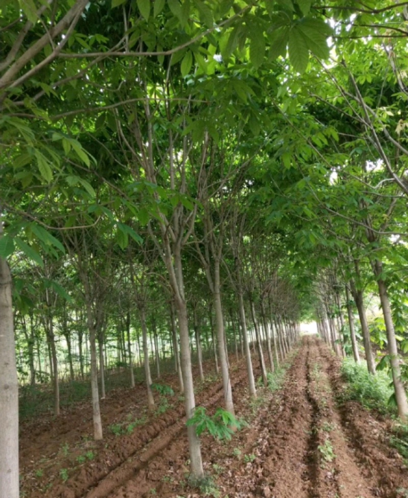 七叶树陕西七叶树产地直销各种规格直径2-20厘米