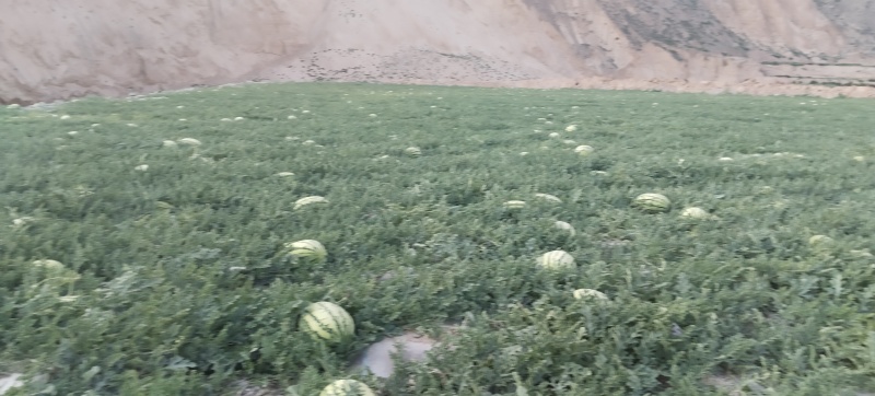 甘肃，石头瓜我在产地，一手货源，现摘现发，货源充足