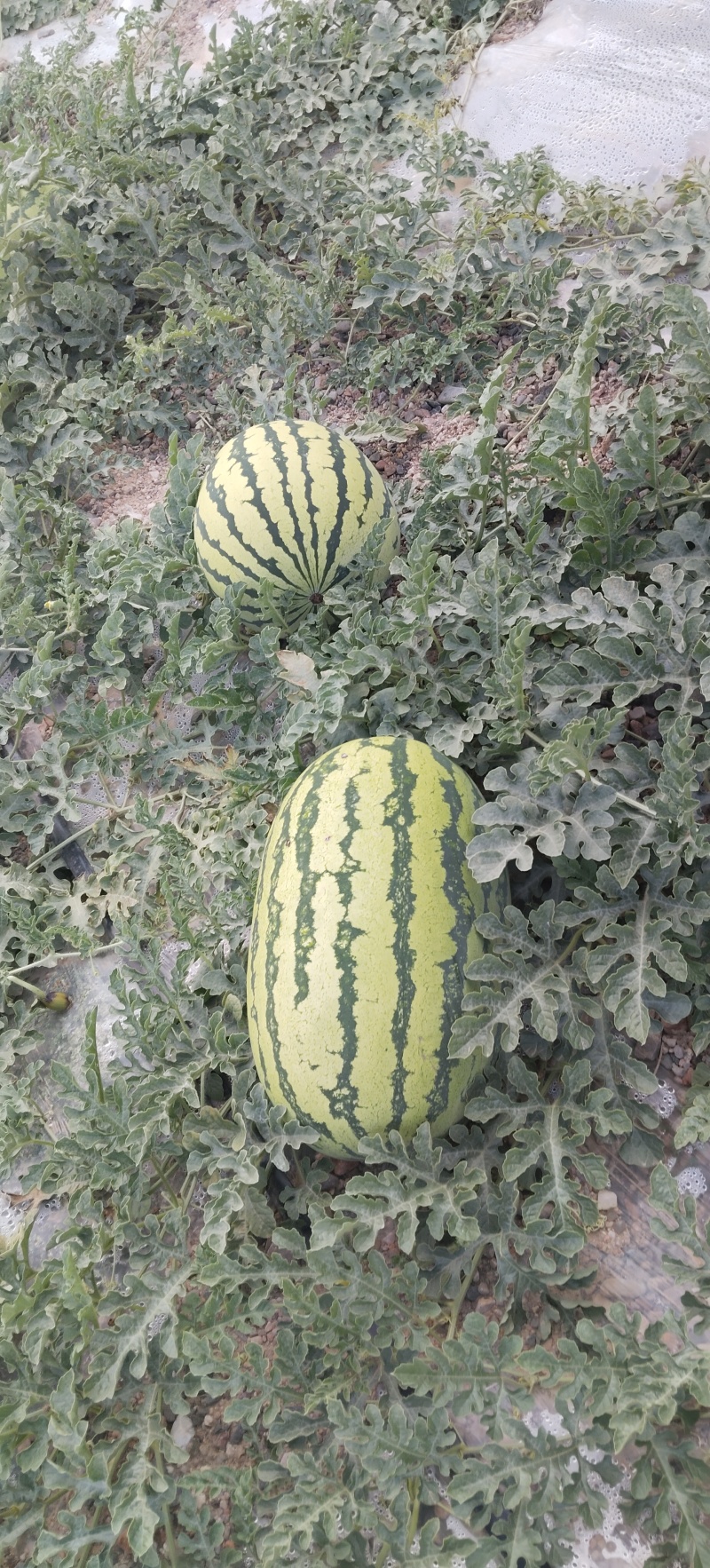 甘肃，石头瓜我在产地，一手货源，现摘现发，货源充足