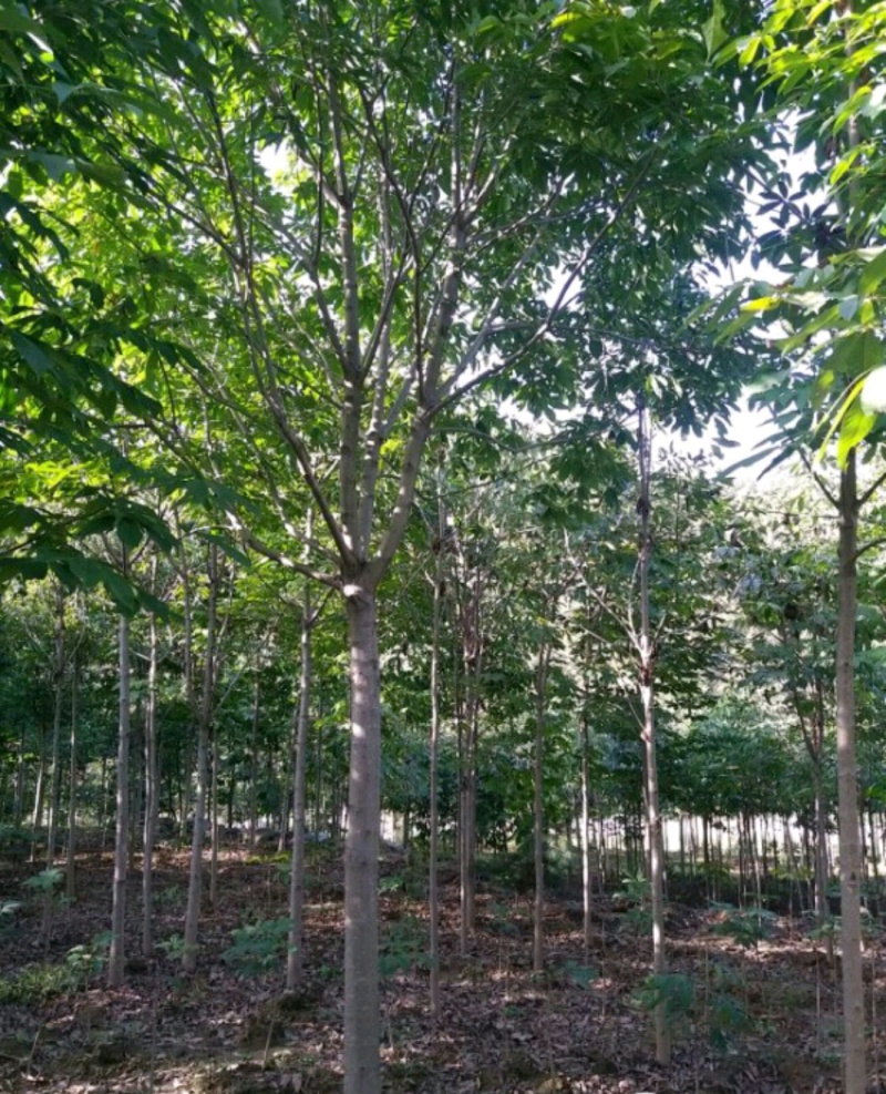 七叶树陕西七叶树产地直销各种规格直径2-20厘米