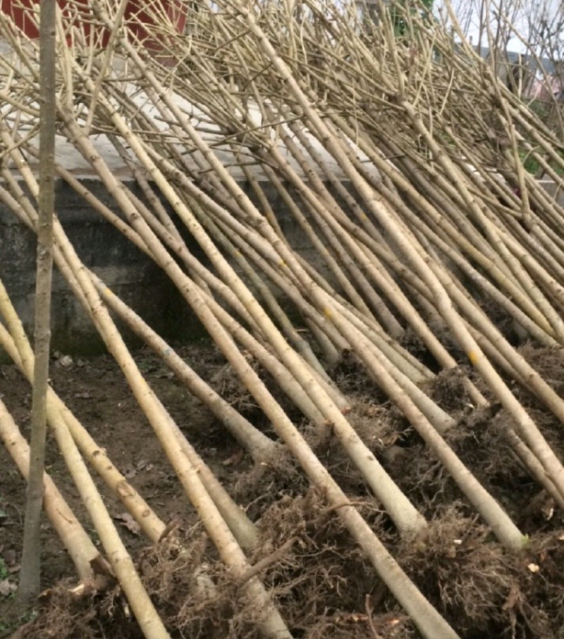 七叶树陕西七叶树产地直销各种规格直径2-20厘米