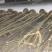 七叶树陕西七叶树产地直销各种规格直径2-20厘米