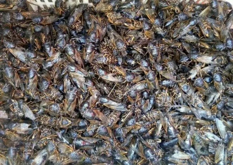 【实力推荐】湖北活体黑知了大量有货品质保证供应全国