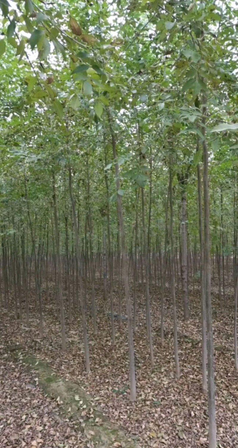 白蜡树陕西白蜡树各种规格高杆直径2-15厘米以上