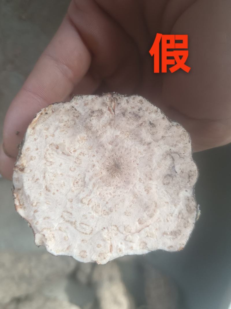 何首乌