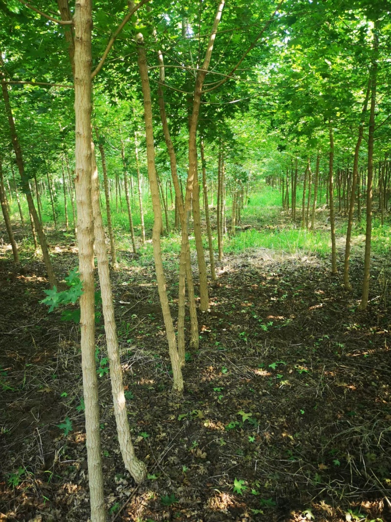 国槐龙抓槐基地大量直供各种规格1～20厘米以上