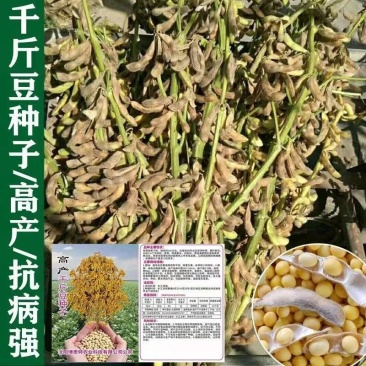 **千斤豆黄豆种子早黄豆种子农家自种大豆种籽特大高产早熟