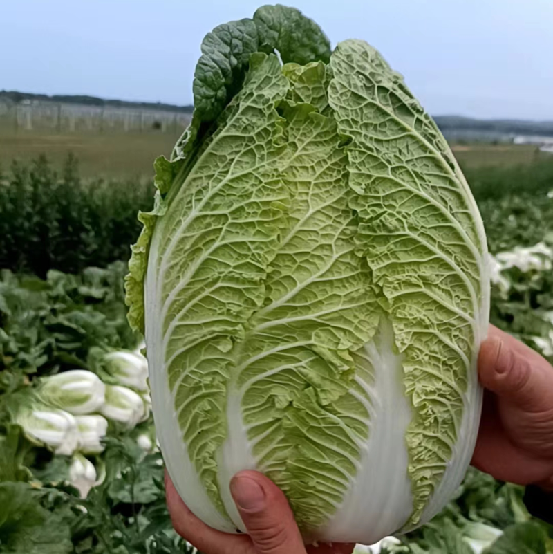 河北大白菜黄心大白菜张北白菜产地直发