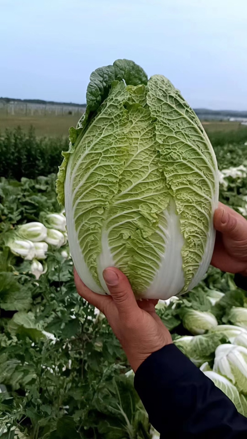 河北大白菜黄心大白菜张北白菜产地直发