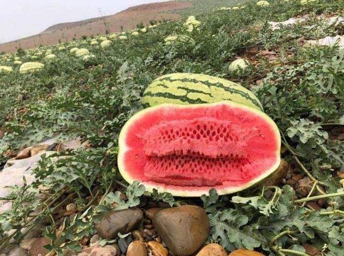 一颗表皮呈淡紫红色、略带泥土的西瓜红地瓜放置于木桌上,右侧为横向剖开后的特写,露出鲜艳的橙红瓤心,内部纹理细腻,表面有明显糖分渗出痕迹,背景为田园农场环境 西瓜红地瓜整颗与切开对比图