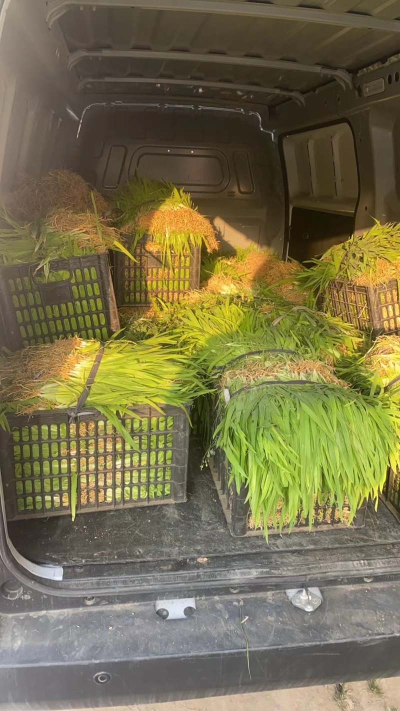 本人种植射干苗一百多亩，包成活率技术指导，无中间商。