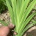 本人种植射干苗一百多亩，包成活率技术指导，无中间商。