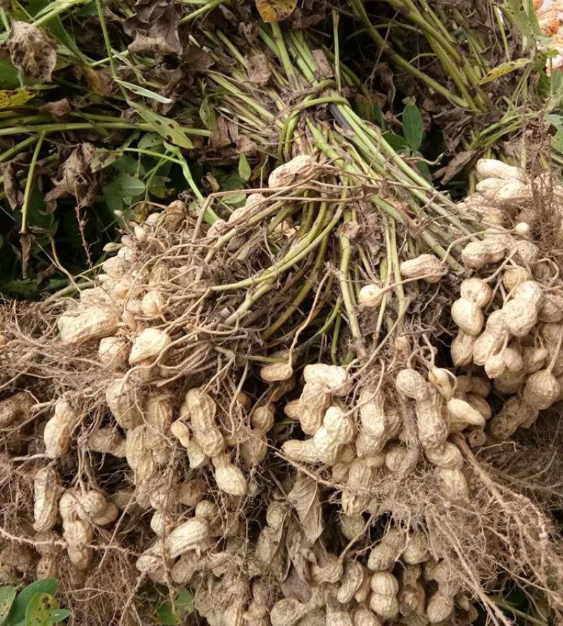 花生，鲜花生，大白沙花生，花生批发，开封鲜花生产地市场货