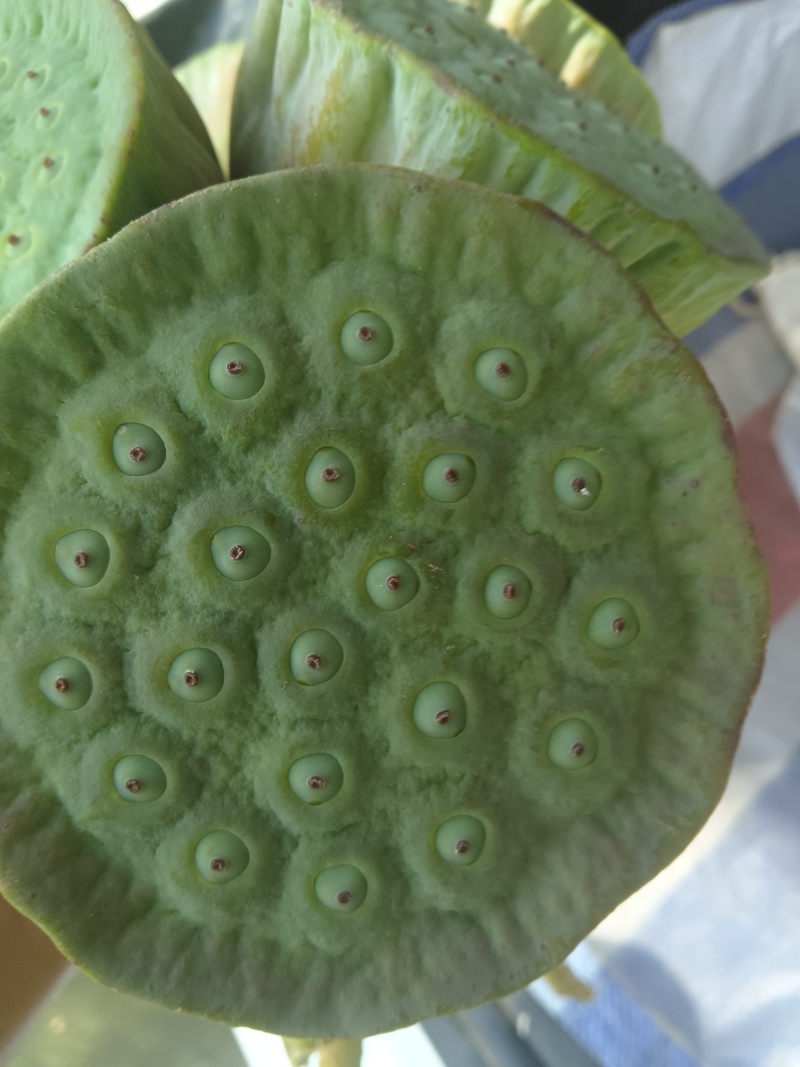 有需要荷花莲蓬的老板和我联系开始上市了