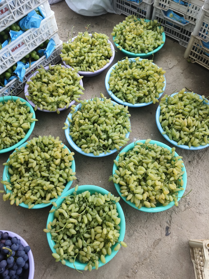金手指葡萄各种葡萄大量上市，测糖20糖以上欢迎联系。