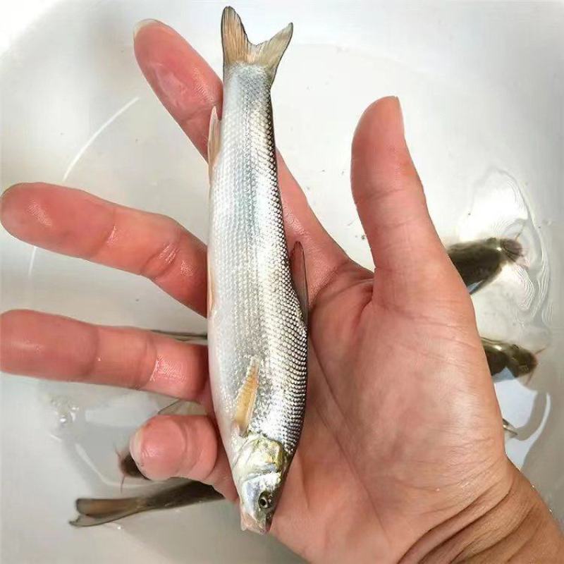 银鳕鱼（包送包活、传授养殖技术，技术指导）