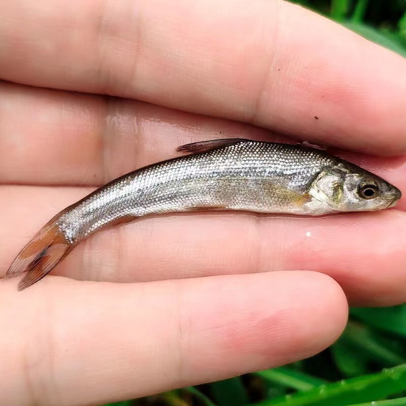 银鳕鱼（包送包活、传授养殖技术，技术指导）