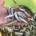 银鳕鱼（包送包活、传授养殖技术，技术指导）
