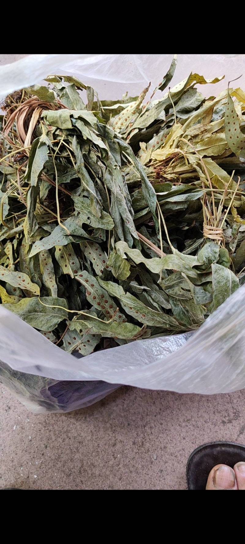 金鸡脚需要的下单