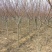 碧桃红叶碧桃基地直供米径2-10厘米以上量大从优