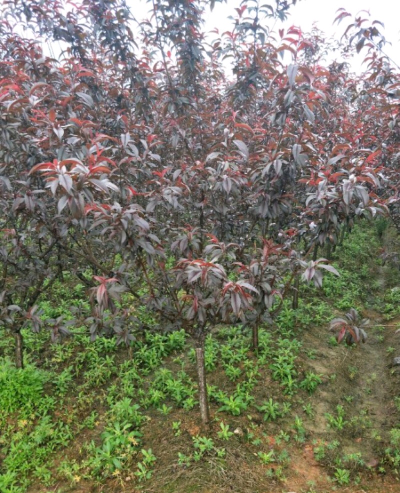 碧桃红叶碧桃基地直供米径2-10厘米以上量大从优