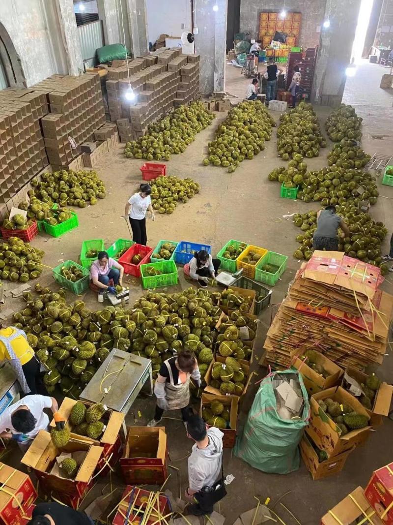 金枕榴莲种植基地采摘烂果坏果包售后