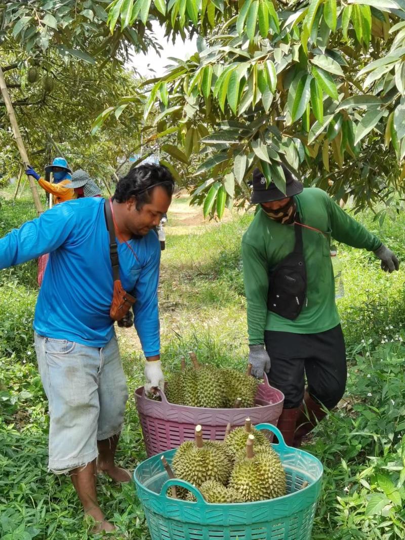 金枕榴莲种植基地采摘烂果坏果包售后