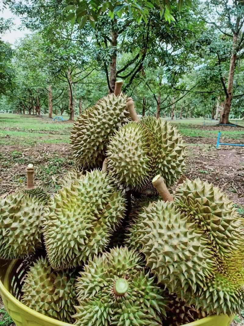 金枕榴莲种植基地采摘烂果坏果包售后