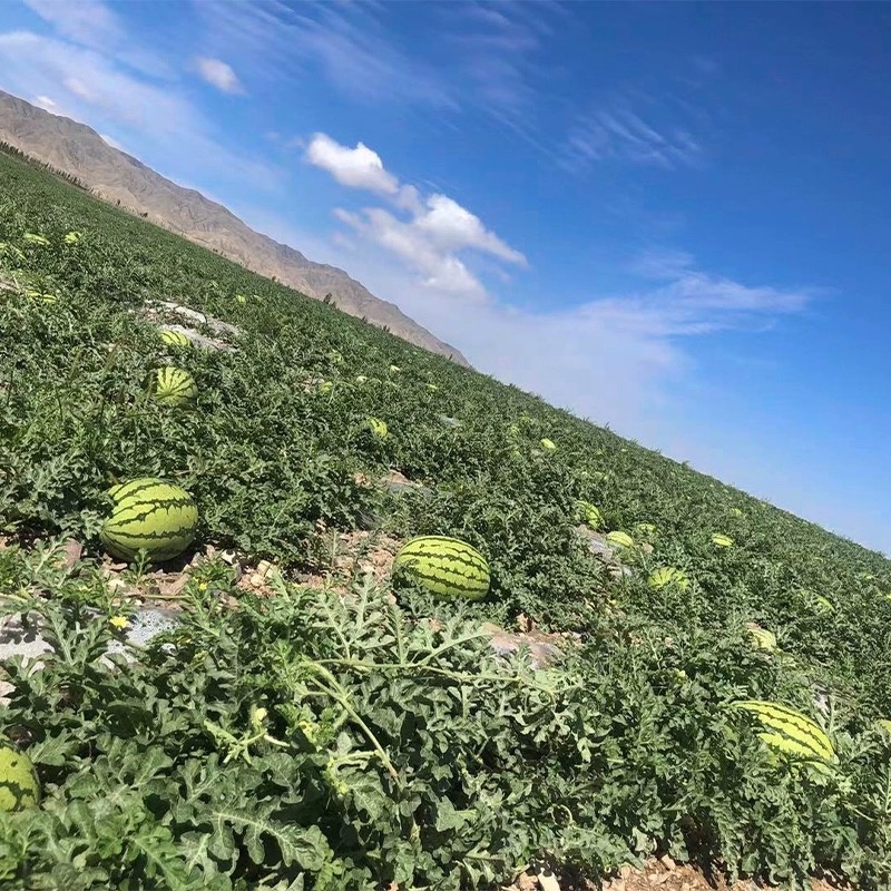 【店长推荐】宁夏中卫硒砂瓜，甜度高耐运输品质保证售后无忧