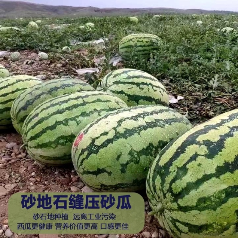 【店长推荐】宁夏中卫硒砂瓜，甜度高耐运输品质保证售后无忧