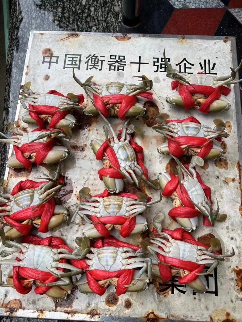 适合放养（池里）活力旺盛，净重蟹米无绑绳，包活到家