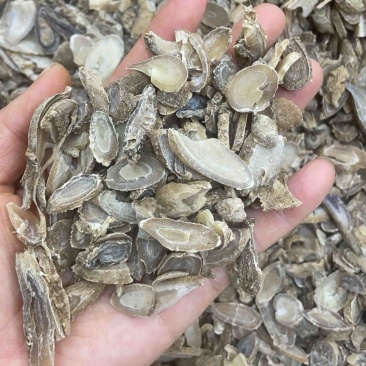 郁金500克中药材批发