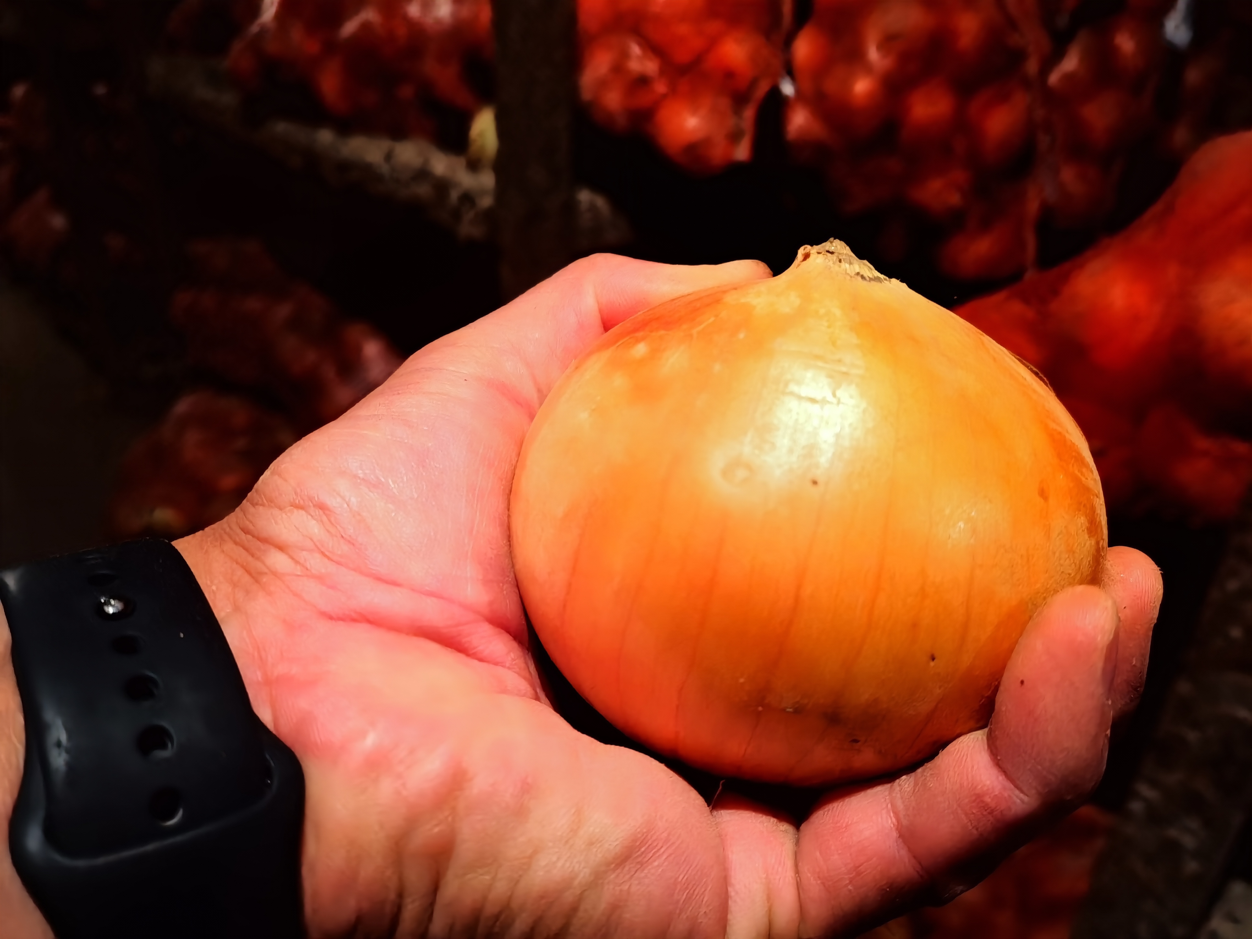 一张高清特写照片,展示黄皮洋葱的外皮颜色与内部层次结构,背景为厨房台面,光线柔和自然 黄皮洋葱的外观特写