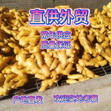 生姜直供外贸出口，大黄姜小黄姜质量保证，欢迎来电