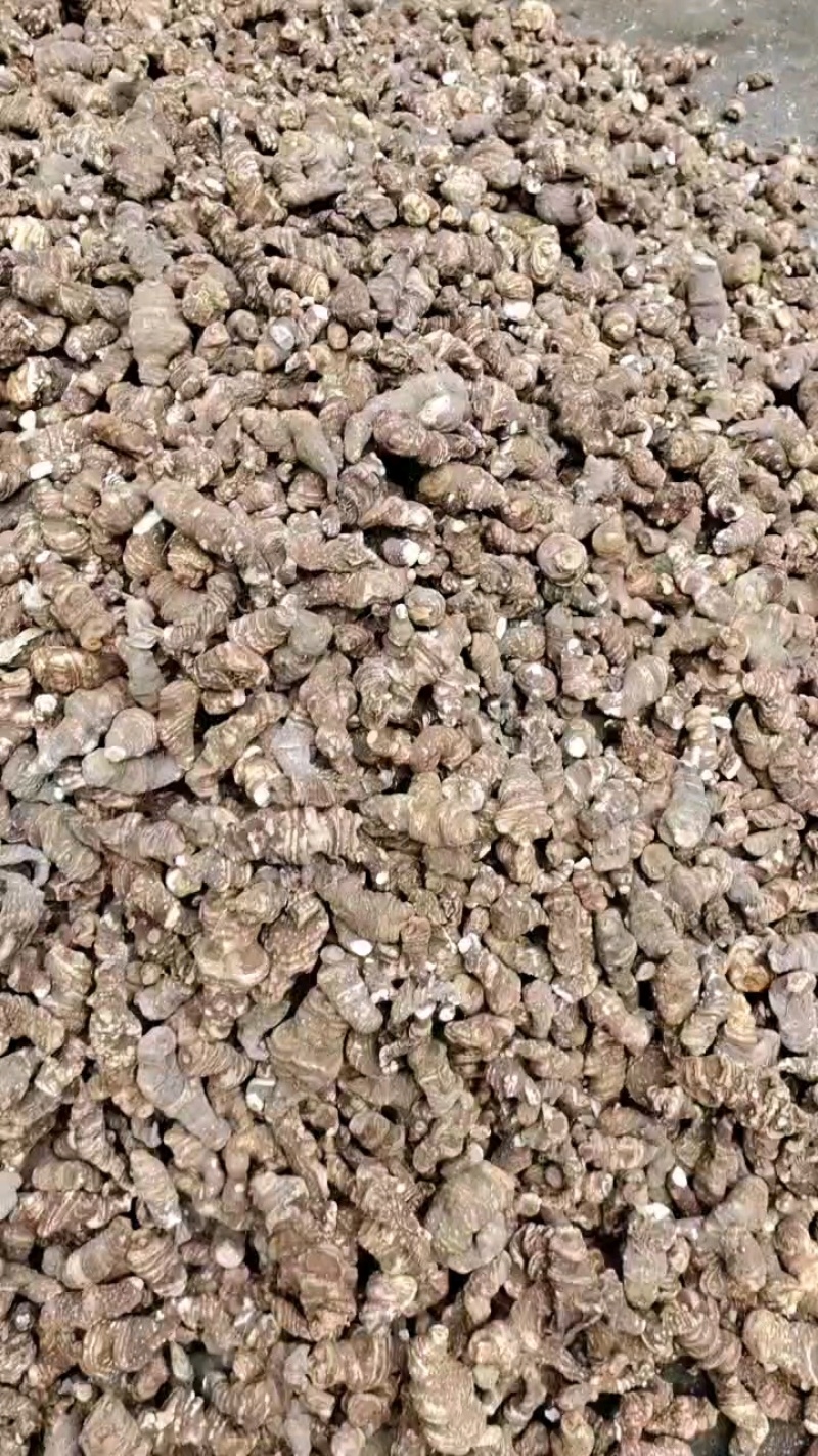 大量出售粉质重楼干货质量保证价格合理