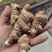 大量出售粉质重楼干货质量保证价格合理