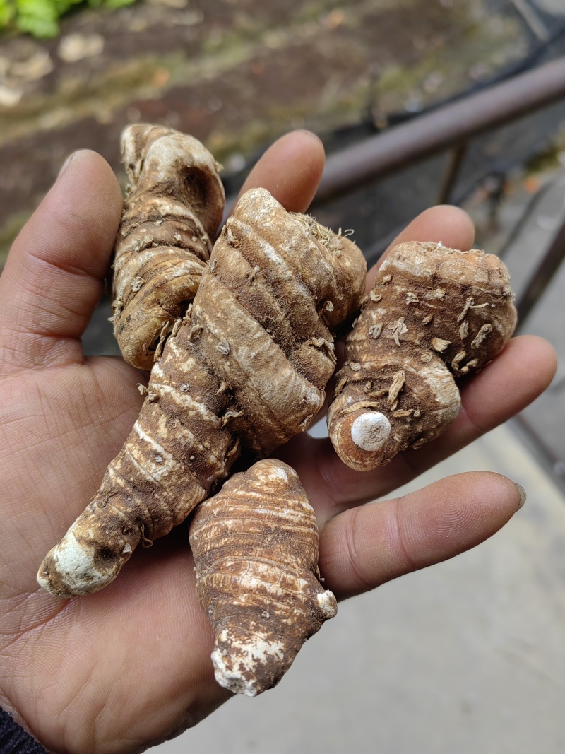 大量出售粉质重楼干货质量保证价格合理