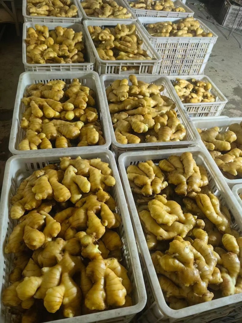 生姜直供外贸出口，大黄姜小黄姜质量保证，欢迎来电