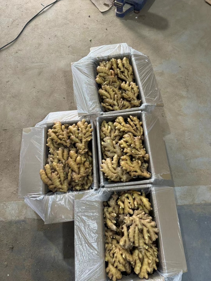 生姜直供外贸出口，大黄姜小黄姜质量保证，欢迎来电