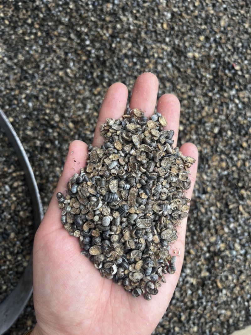 鼠妇虫南七背参中药材批发一手货源质量保证