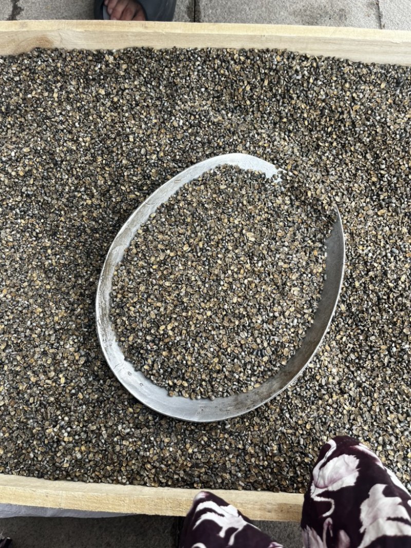 鼠妇虫南七背参中药材批发一手货源质量保证