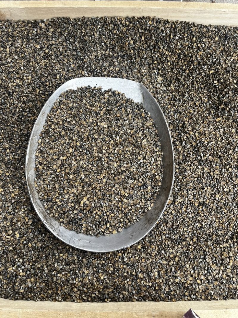 鼠妇虫南七背参中药材批发一手货源质量保证