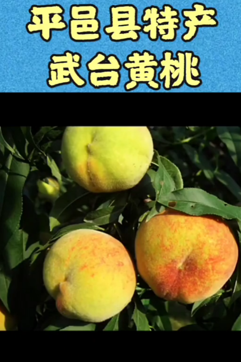 平邑县武台镇83黄桃大量上市中