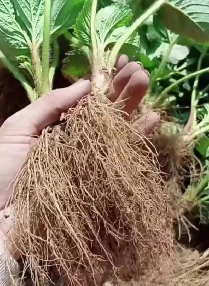 鸿通草莓苗基地:章姬草莓苗视频看苗打冷保湿保鲜发货