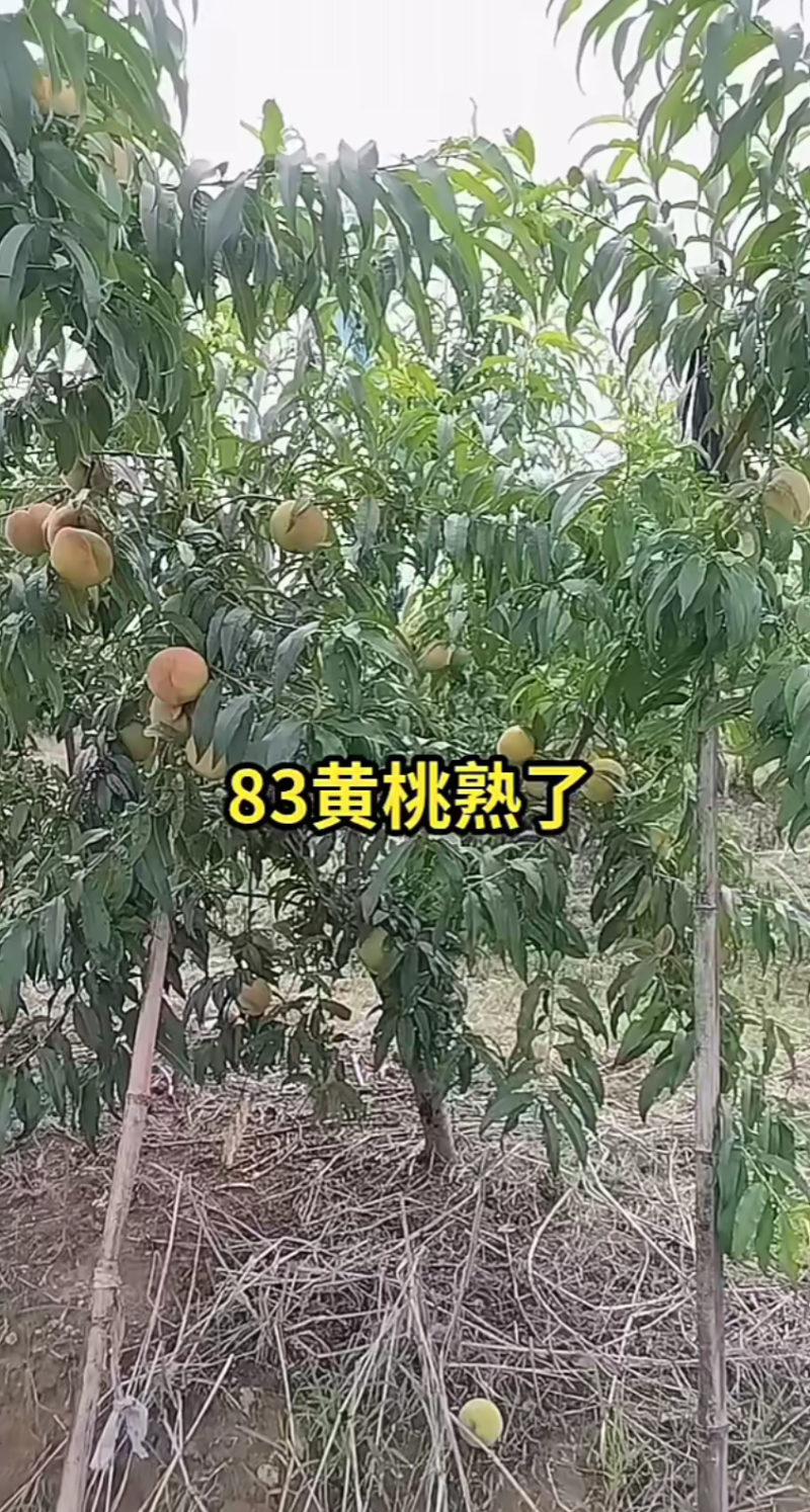 平邑县武台镇83黄桃大量上市中