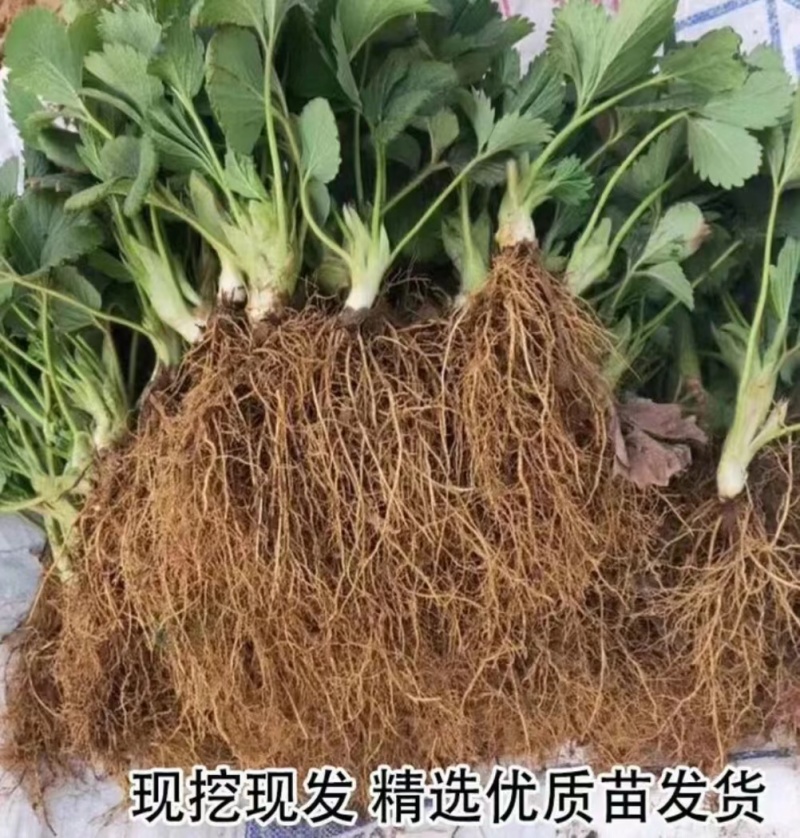 鸿通草莓苗基地:章姬草莓苗视频看苗打冷保湿保鲜发货