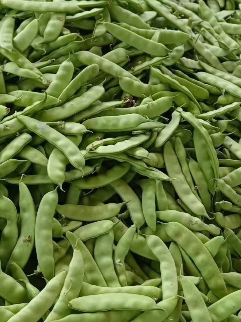 吉林公主岭陆地大油豆大量上市，质量好价格合理，可供全国