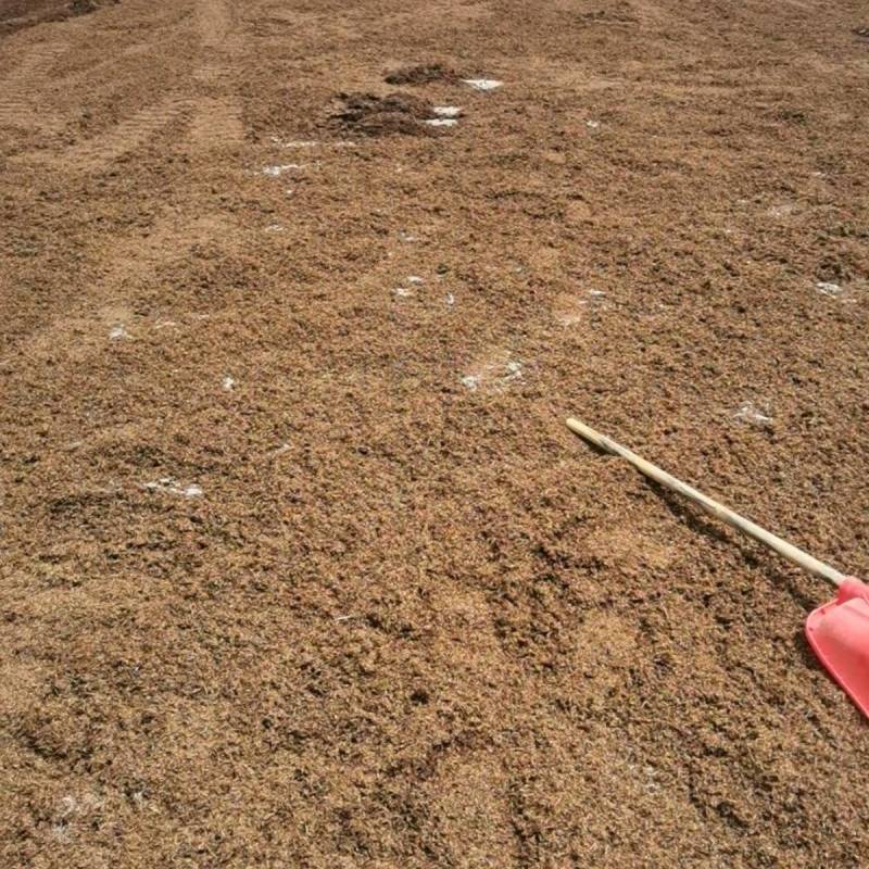 干酒糟产地直发，量大从优欢迎来电咨询下单