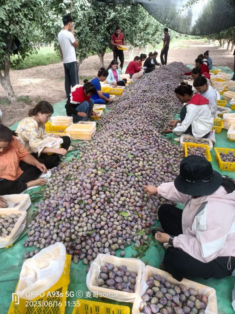 【西梅】法兰西梅新疆西梅，产地直发货源充足