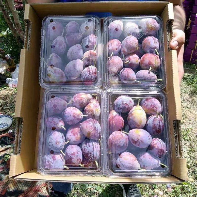 【西梅】法兰西梅新疆西梅，产地直发货源充足